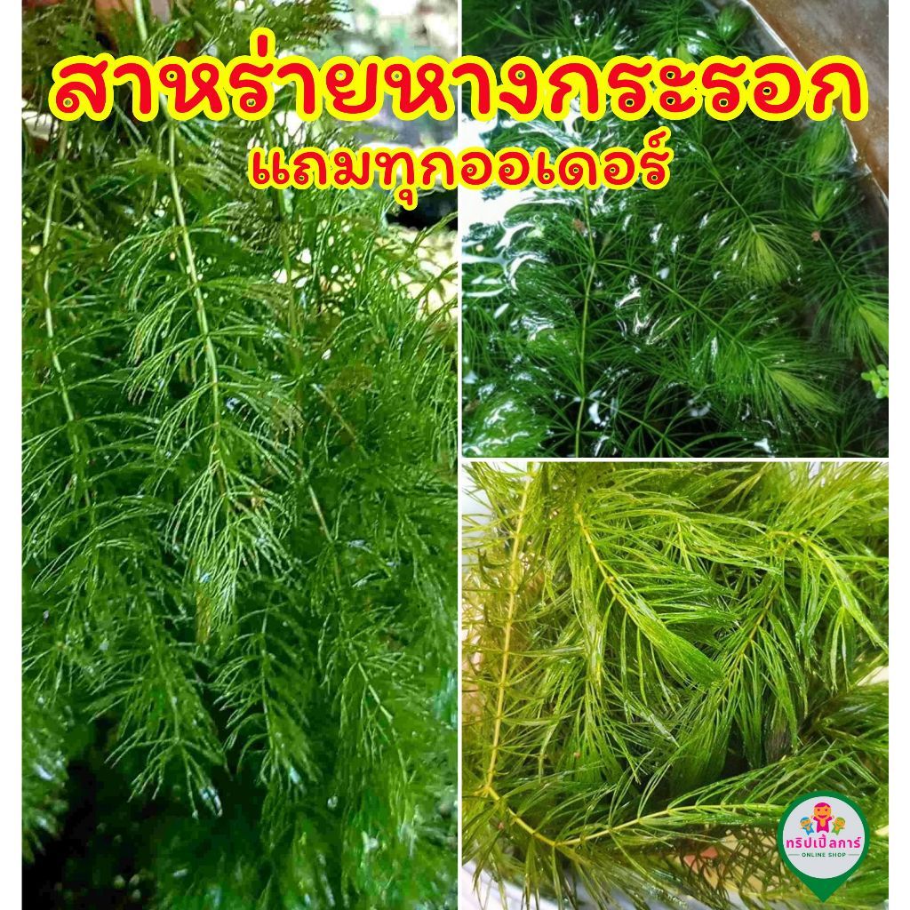 สาหร่ายหางกระรอก ต้นยาวแข็งแรง 500 กรัม