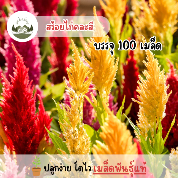 สร้อยไก่คละสี 100 เมล็ด