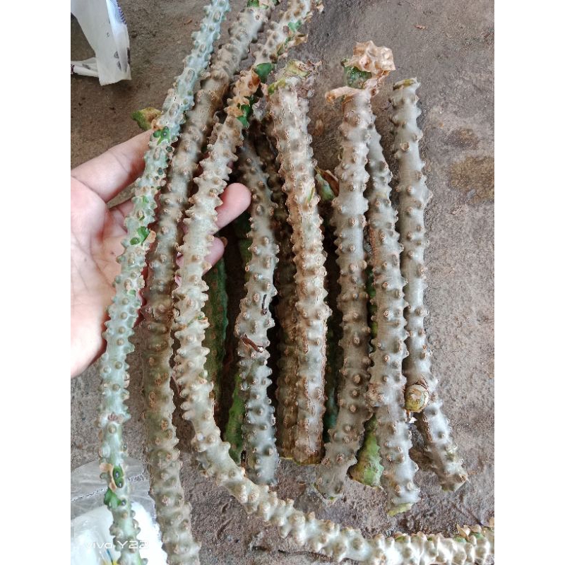 กิ่งพันธุ์บอระเพ็ดสดสำหรับปักชำ หรือ ปลูก ชุด 15 กิ่ง 100 บาท ราคา ถูกที่สุด ดีลบีเคเค แกลเลอรีภาพที่ 3