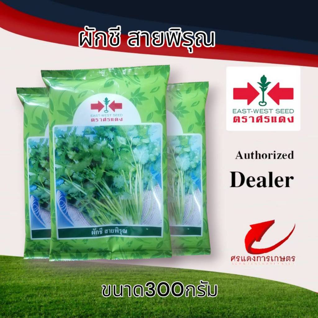 เมล็ดพันธุ์ผักชีสายพิรุณ 300g