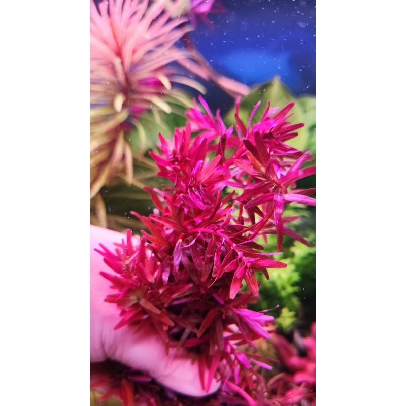 Rotala sp. Colorata  ไม้แดง