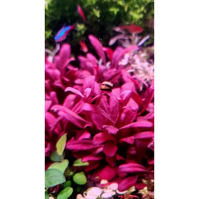 แซลม่อนแดง (Samolus Parviflorus)