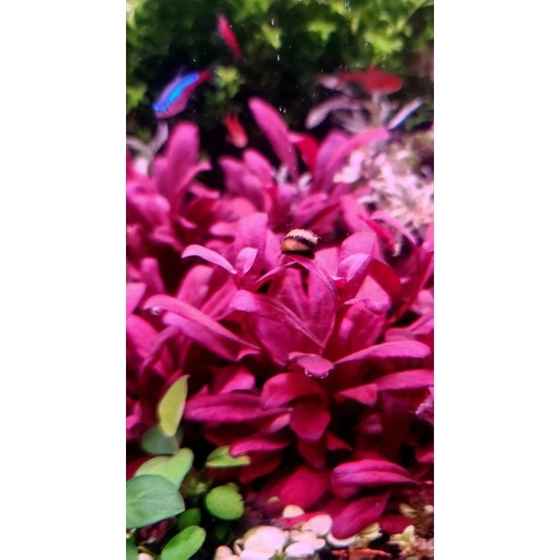 แซลม่อนแดง (Samolus Parviflorus)
