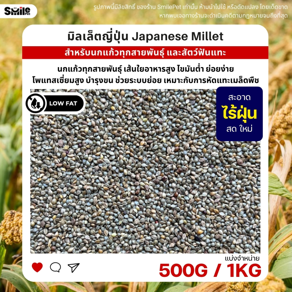 มิลเล็ตญี่ปุ่น Japanese Millet เกรดA อาหารนกแก้ว และสัตว์ฟันแทะ สะอาด ร่อนฝุ่นทุกถุง (แบ่งขาย 250G / 500G / 1KG)