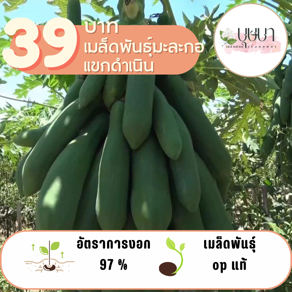 มะละกอแขกดำเนิน 100 เมล็ด 39 บาท