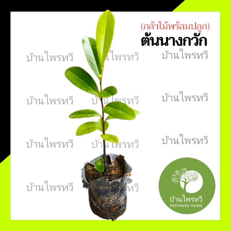 ต้นนางกวัก กล้าไม้พร้อมปลูก ต้นไม้ บ้านไพร ไม้เเข็งเเรง เเน่นอน
