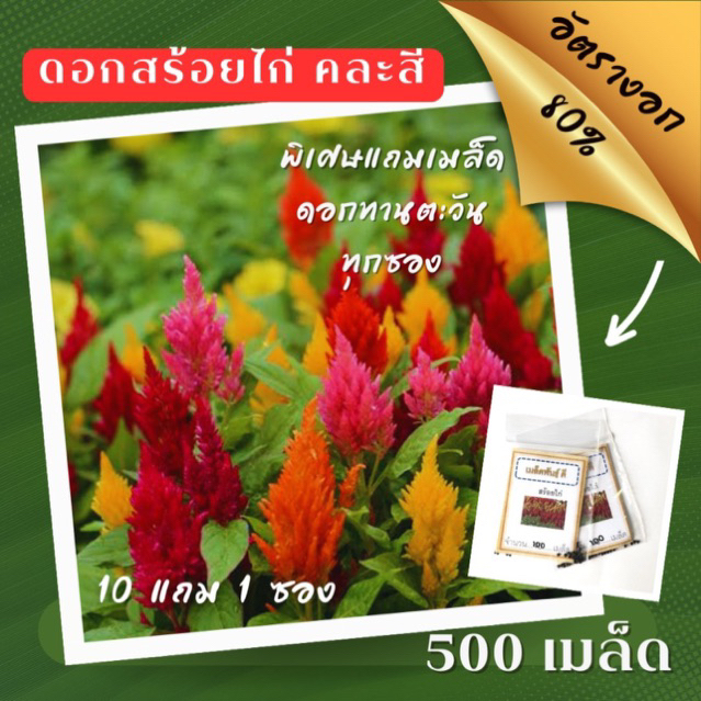 เมล็ดพันธุ์ ดอกสร้อยไก่ 500เมล็ด Celosia สร้อยไก่ คละสี ✅ราคาถูก🪴ปลูกง่าย ดอกสวยมาก🔥ซื้อ10แถม1 คละได้🔥