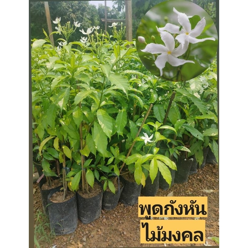 พุดกังหัน ดอกสีขาว ไม้มงคล สูง 20-30 ซม., 40-60 ซม.และ 70-80 ซม.