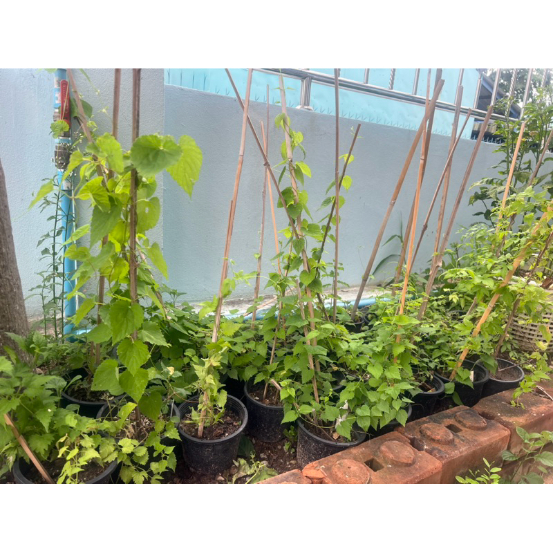 ต้นฮอปส์ Chinook Hops ต้นกล้าฮอปส์