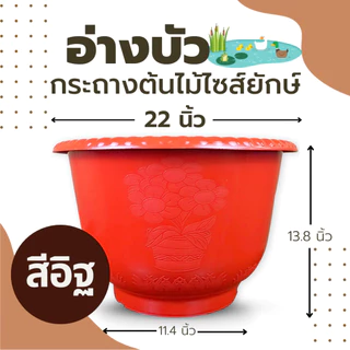 กระถางต้นไม้ไซส์ยักษ์ สีขาว อ่างบัวพลาสติก แบบหนา อ่างเลี้ยงปลา อ่างเลี้ยงบอล อ่างเลี้ยงกล้วย อย่างดี