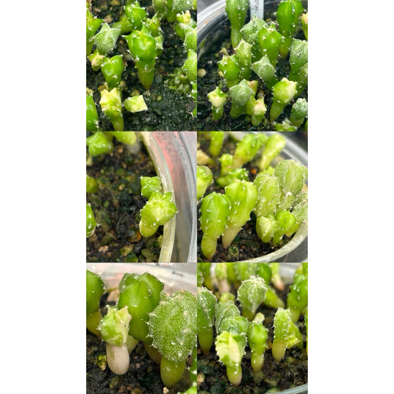 เมล็ดแคคตัสมายริโอ้ มายริโอด่าง  50เมล็ด (Myrio variegata)วาริเอกาตา ราคา ถูกที่สุด ดีลบีเคเค แกลเลอรีภาพที่ 6