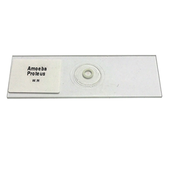 สไลด์ถาวรโปรโตซัวอะมีบา (Amoeba Proteus W.M Permanent Slide)
