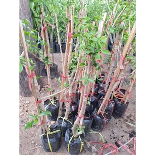 ต้นผักหวานป่าพันธุ์สีทอง/ตอนกิ่ง80-100ซม./พร้อมเก็บยอดได้