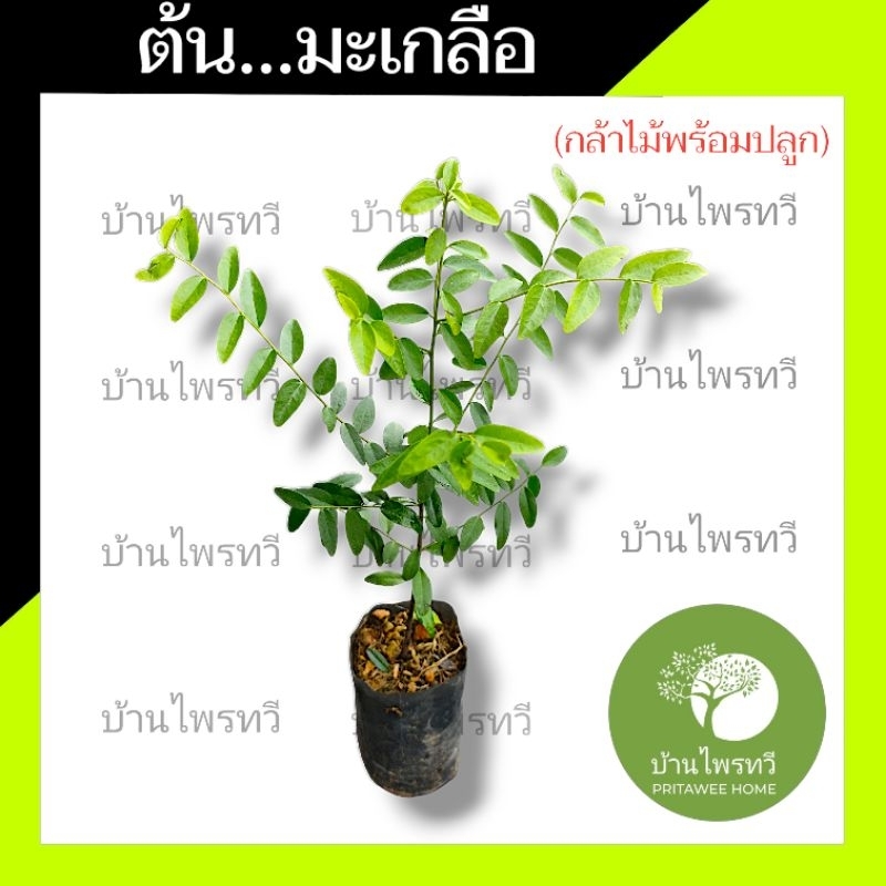 ต้นมะเกลือ ต้นไม้ตาย เคลมฟรี ทุกต้น เฉพาะ ระหว่างขนส่ง เท่านั้น มะเกลือ ไม้ป่า ต้นไม้ใหญ่