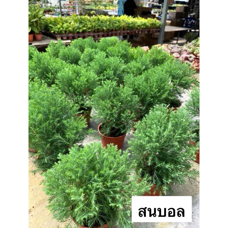 ต้นสนบอล เป็นไม้แดด ไม้ประดับทรงกลมพุ่มๆน่ารักๆ มากๆ  เป็นสนที่ใบนิ่มๆ เอามือลูบๆจะมีกลิ่นหอมอ่อนๆ กระถาง5-6นิ้ว