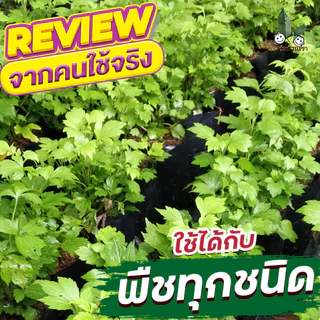 ฟาร์มบ้านเรา จุลินทรีย์สังเคราะห์แสงจากใบทองหลางน้ำ Rhodobactor Capsulatus ปลอดภัย จุลินทรีย์เลี้ยงไข่ผำ บำรุงเคลได้ดี