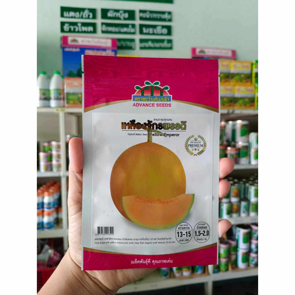 เมล็ดผลไม้ เมล่อน แคนตาลูป แตงโม ตราตะวันต้นกล้า - รูปที่ 4