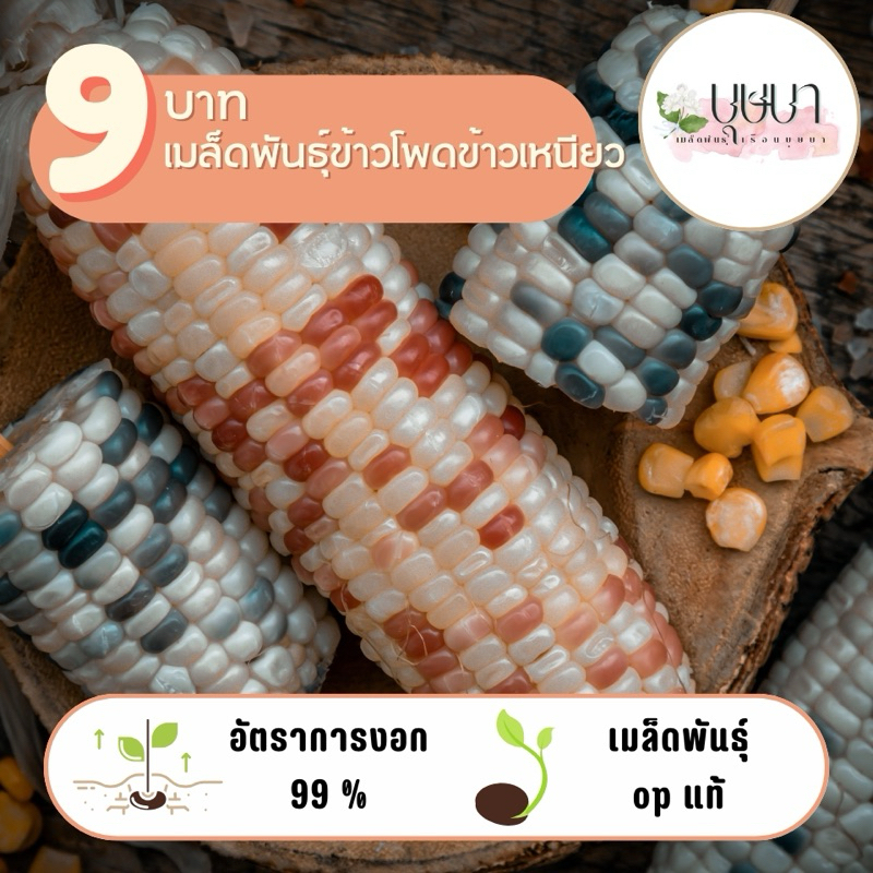 เมล็ดพันธุ์ข้าวโพดข้าวเหนียว 9 บาท 50 เมล็ด