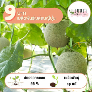เมล็ดพันธุ์เมล่อนญี่ปุ่น 9บาท 10เมล็ด