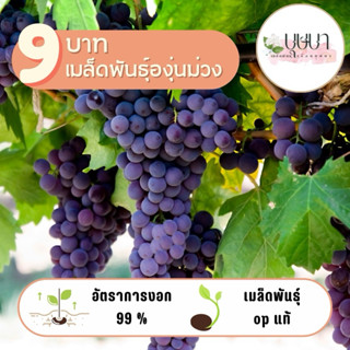 เมล็ดพันธุ์องุ่นม่วง 9บาท 10เมล็ด