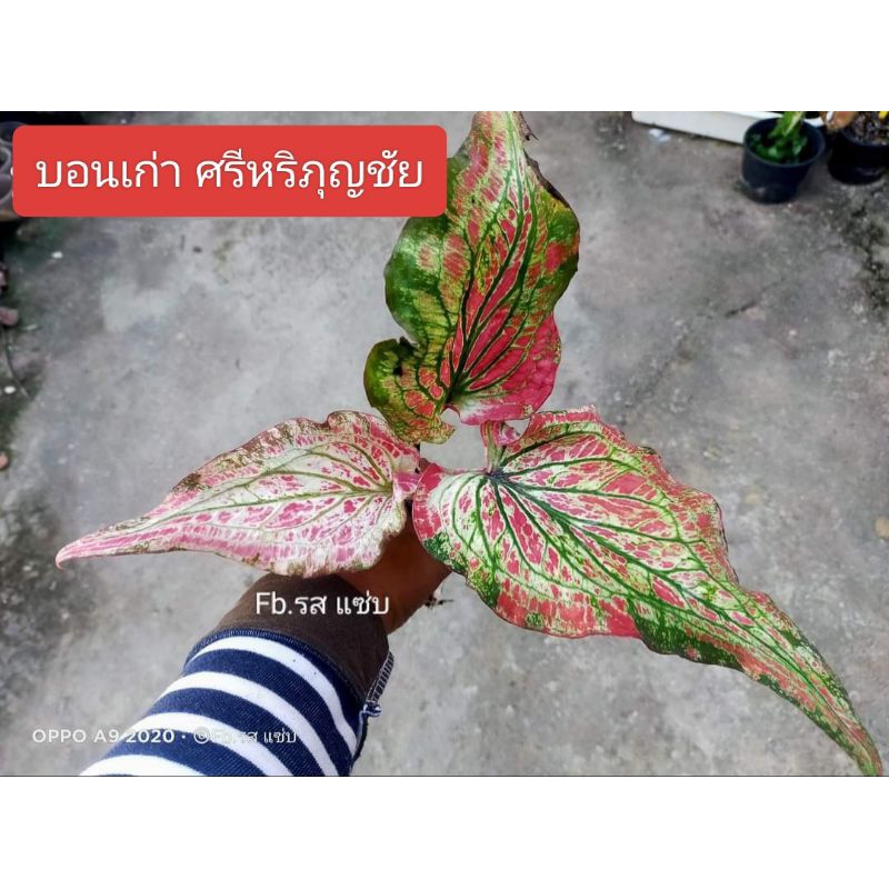 ต้นบอนสีศรีหริภุญชัยเป็นบอนเก่าใบยาวกัดสีชมพูกระดูกสวย