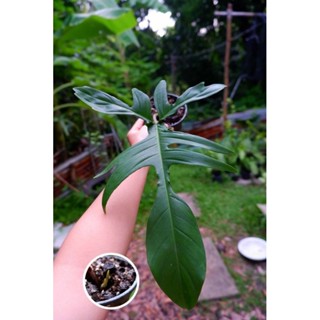 💚ฟิโลเดนดรอน  ก้ามกุ้งเขียว (ใบใหญ่วางข้อ)  Philodendron pedatum💚