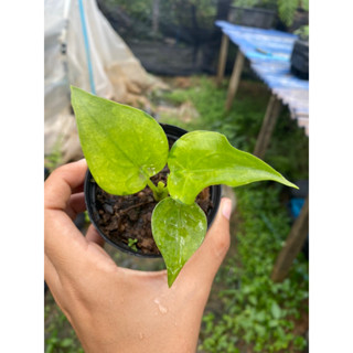 🍃 กวักใบโพธิ์ ด่างเหลือง Alocasia Cucullata Variegated ขายต้นในภาพ