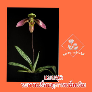 มาจากเวียดนามดอกสวยมากpaphiopedilum cerveranum