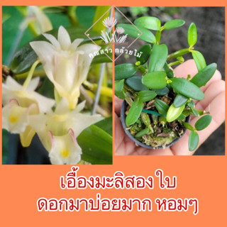 เอื้องมะลิสองใบ ดอกมาบ่อยมาก หอมๆ🌺เลื่อนดูภาพ📌