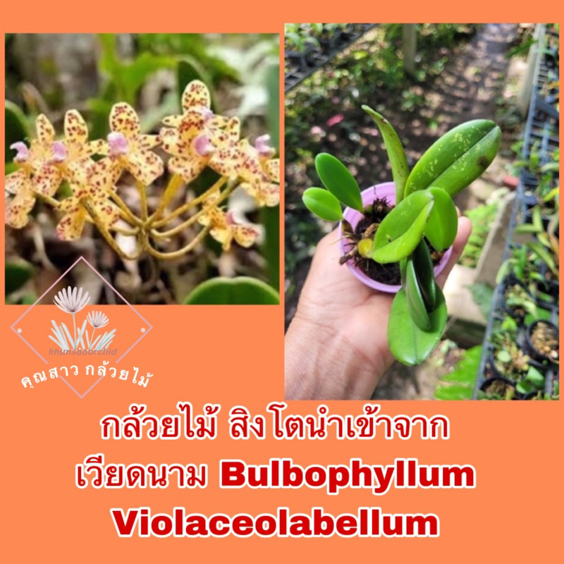 กล้วยไม้ สิงโตนำเข้าจากเวียดนาม ✅Bulbophyllum Violaceolabellum✅