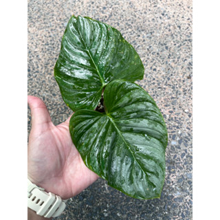 ฟิโลมาเจสติค ฟิโลเดนดรอนมาเจสติก philodendron majestic ฟิโลมาเจสติค ไม้สะสม