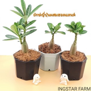 🌱ต้นชวนชม สายพันธุ์ยักษ์ญี่ปุ่นผสมฮอลแลนด์ [10ฟรี1คละได้] จัดส่งพร้อมกระถาง3นิ้ว