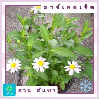ต้นดอกเดซี่ (DAISY) หรือ มากาเร็ต ดอกสีขาวอมม่วงนิดๆ และ เดชี่เหลือง