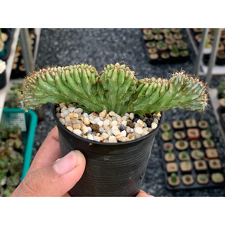 ตอบลูคริส (Myrtillocactus geometrizans Cristata)