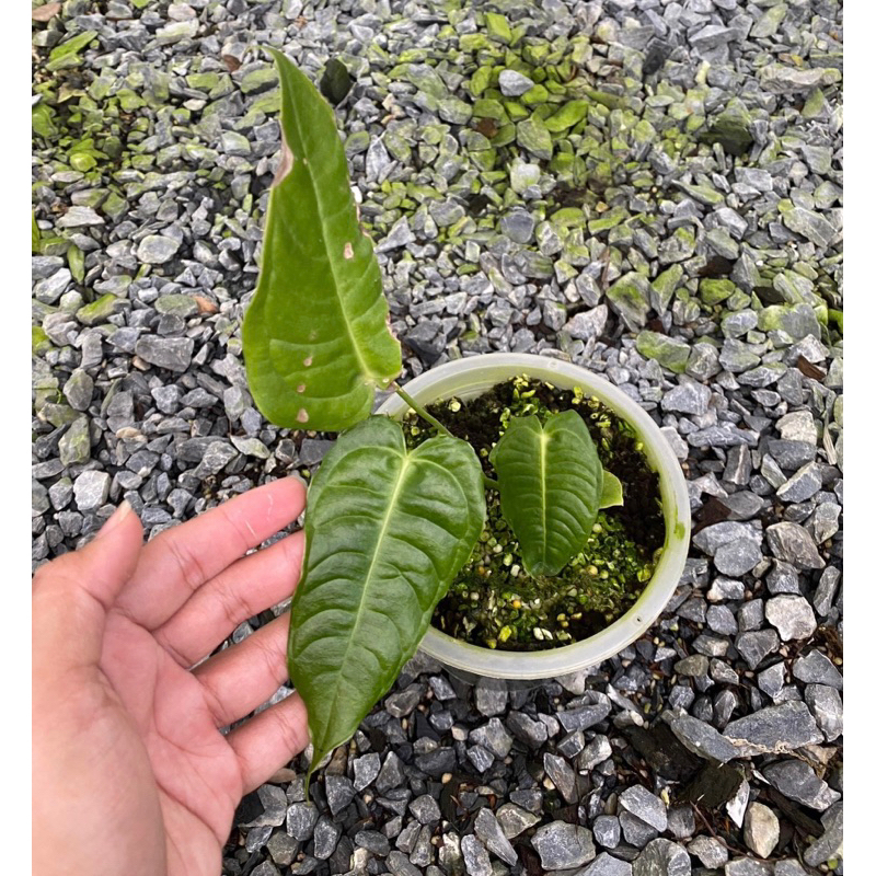 Anthurium king (คิง) สวยย