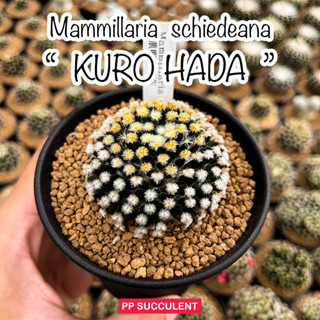 Mammillaria Schiedeana " Kuro Hada " แมมขนนกเหลืองก้านดำ