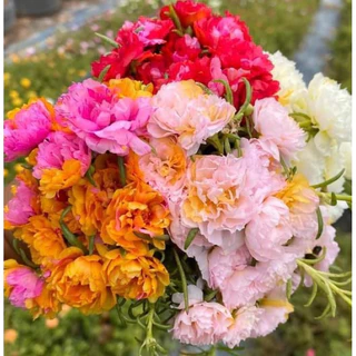 คุณนายตื่นสาย(พันธุ์แพรเซี่ยงไฮ้)คละสี 30กิ่ง50บาท 60กิ่ง100 90กิ่ง150