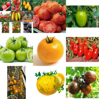 เมล็ด มะเขือเทศ ( Tomato Seed ) มีให้เลือกหลายชนิดค่ะ จำนวนเมล็ดอยู่ที่รายละเอียดสินค้าค่ะ