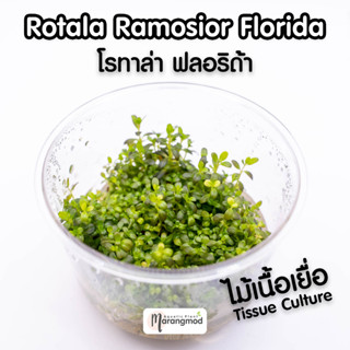 Rotala Ramosior Florida : โรทาล่า ราโมเซียร์ ฟลอริด้า (ไม้เนื้อเยื่อ Tissue Culture)