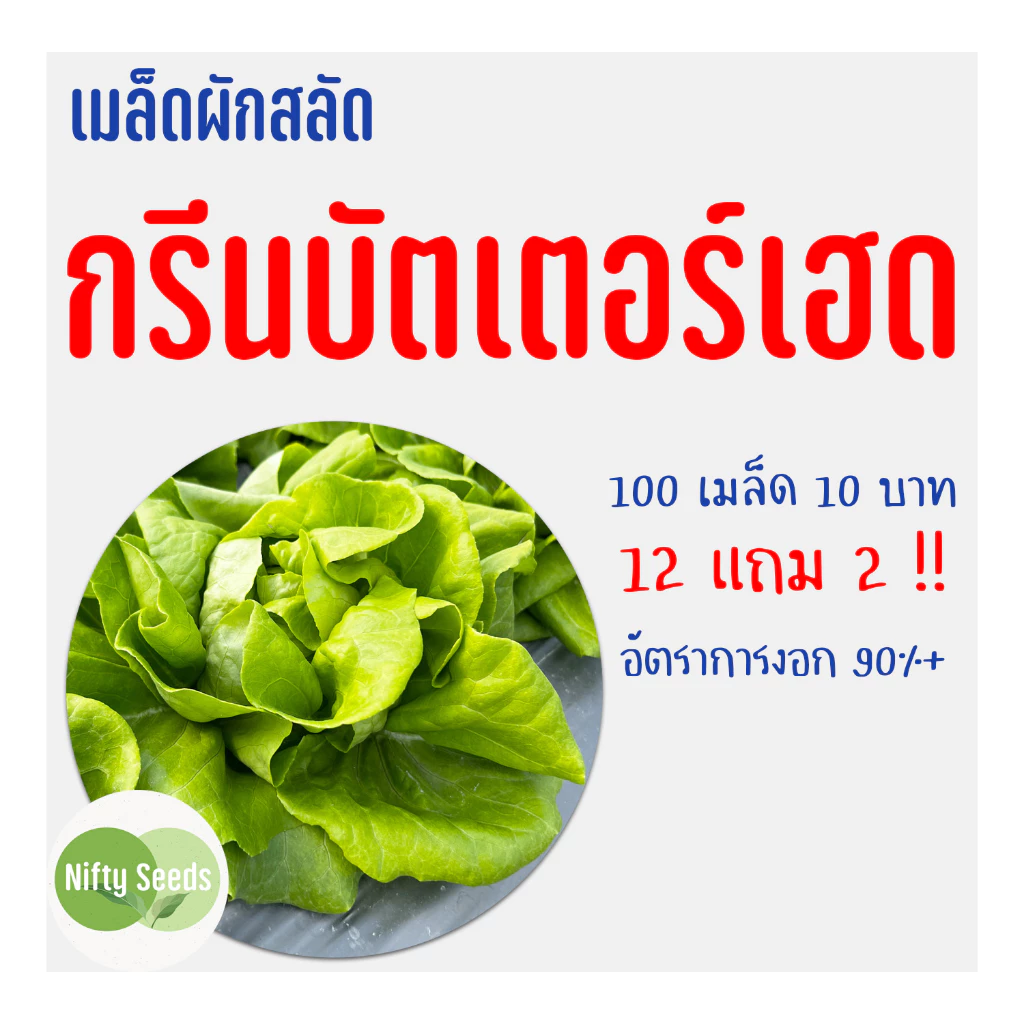 เมล็ดสลัด กรีนบัตเตอร์เฮด 100 เมล็ด 10 บาท งอกดีมีคู่มือในการปลูก