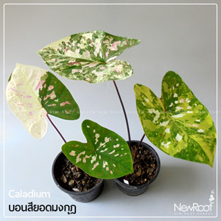 NewRootGarden บอนสียอดมงกุฎ กระถาง 5 นิ้ว ไม้ใบ ไม้ประดับใบสวย ไม้ในร่ม