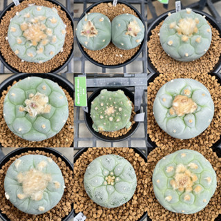 โลโฟโฟร่า ฟริซิอาย Lophophora fricii ไม้เมล็ด/ชำหน่อ หน้าสวย เกรดสะสม ลูกไม้สายเลือดดี ไทย-ญี่ปุ่น