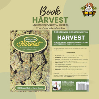 Marijuana Harvest การเก็บเกี่ยวกัญชา