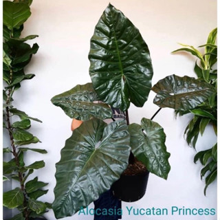 Alocasia Yucatanprincess   #อโลคาเซียยูคาตัน