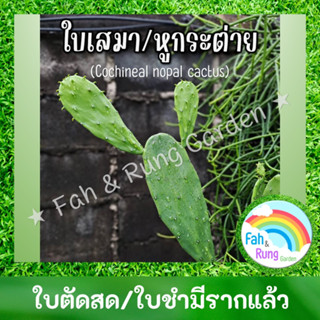 🌵ใบเสมา/ต้นหูกระต่าย/แคคตัส/กระบองเพชร/โอพันเทีย/ตอกราฟ