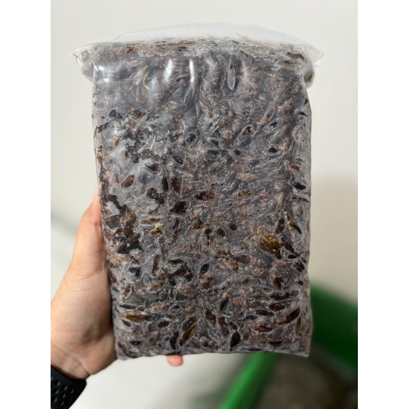 จิ้งหรีด(ตัวกั๊ก,ตัวลาย)ปนไข่40% แพ็คละ 1 kg.