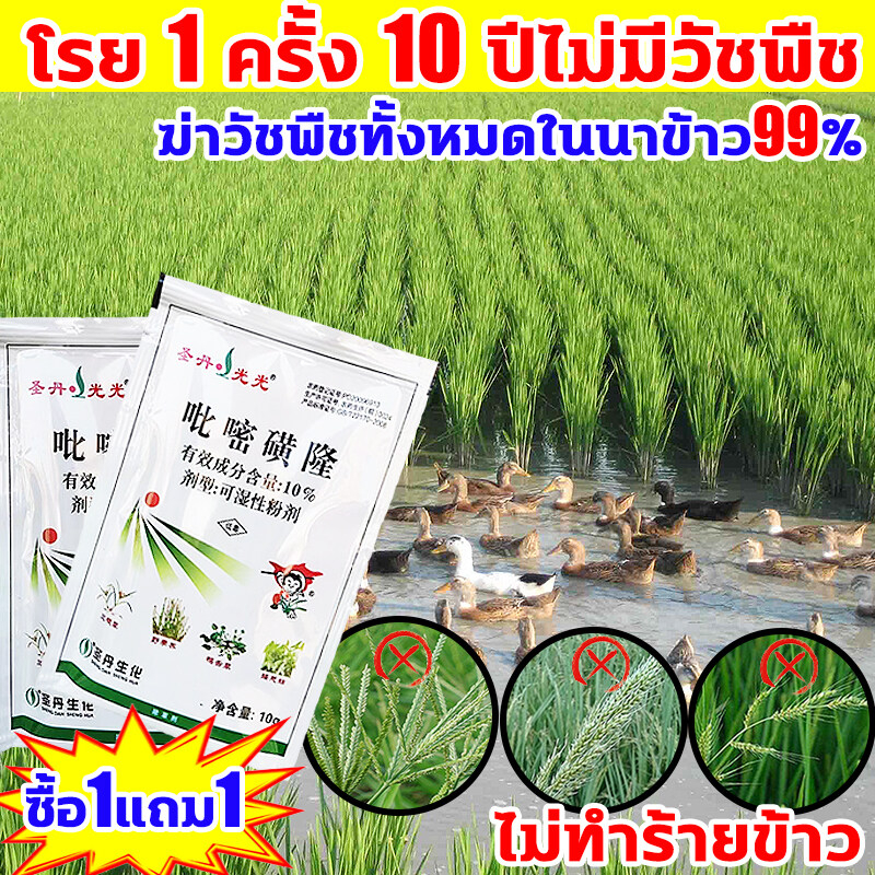 ไม่ทำร้ายข้าว! FM ยาคุมหญ้าข้าว คุมฆ่าในนาข้าว ยาคุมหญ้าข้าว 1ฟรี1 เข้มข้นสุดๆ 10g ประหยัดข้าวจากวัชพืช เห็นผลรวดเร็ว ร