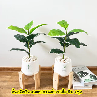 (🔥ส่งด่วน) 1แถม1 ต้นไม้ปลอม ความสูง 40-50 cm. แต่งบ้านพร้อมกระถางใครไม่มีเวลาดูแล ต้องโดนตกนะจ๊ะ ฟรีหินโรย!!