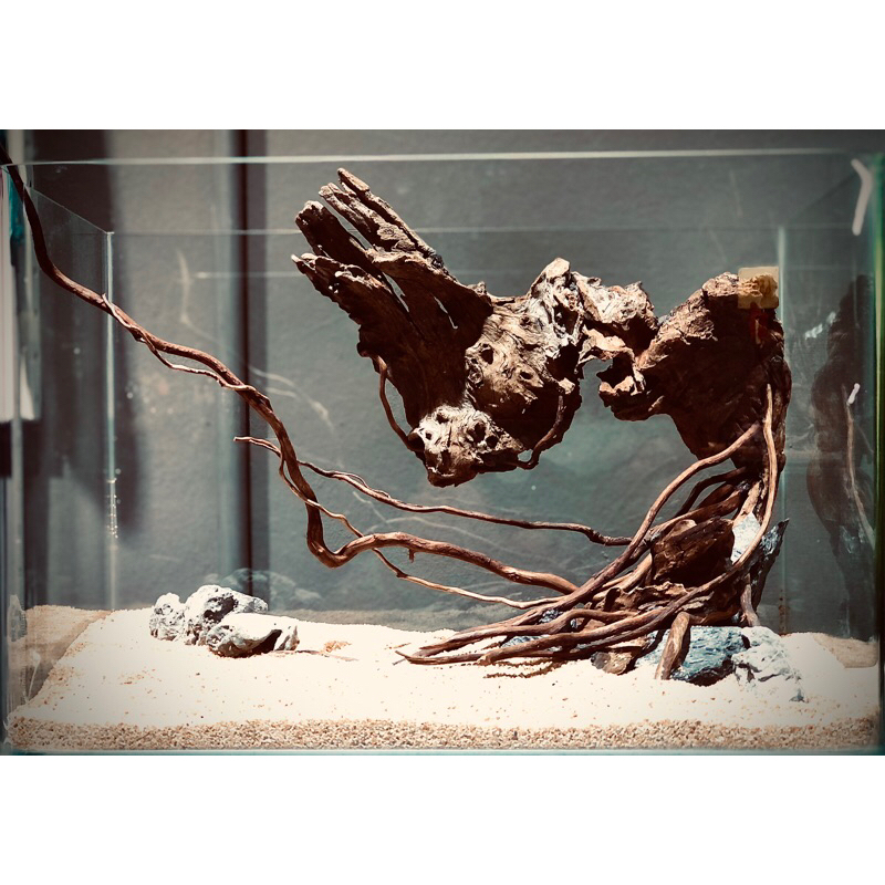 layout ตู้ไม้น้ำ No.01 (sold out )