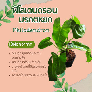 ฟิโลเดนดรอน ฟิโล ไม้ใบ philodendron  ไม้ฟอกอากาศ หยกมรกต มรกตหยก